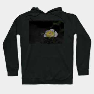 White rose blossom with bright yellow center on dark green black background Hoodie